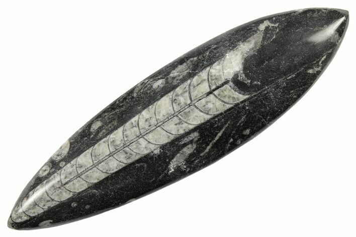 Polished Fossil Orthoceras (Cephalopod) - Morocco #182053